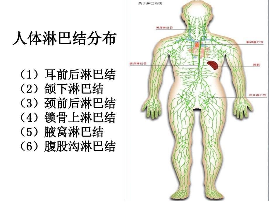 淋巴排毒 PPT课件.ppt_第5页