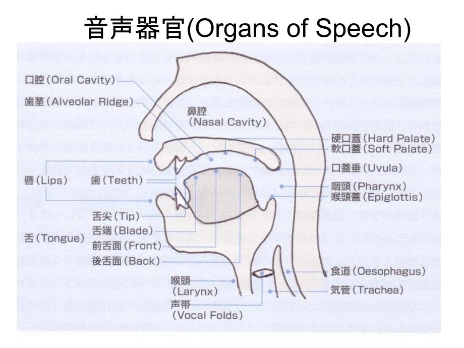 子音の分類と発音子音的分类和发音_第3页