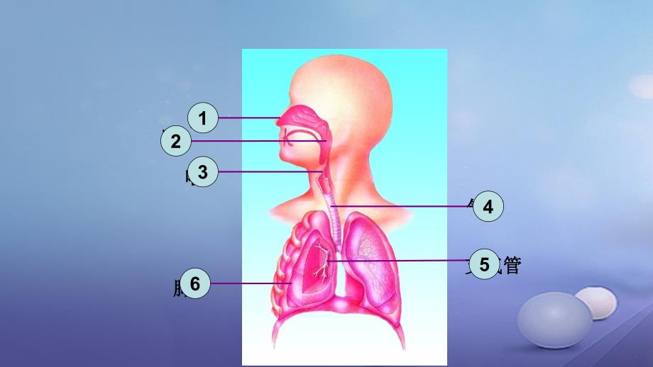 七年级生物下册 4.10.2 人体细胞获得氧气的过程课件 （新版）北师大版_第4页