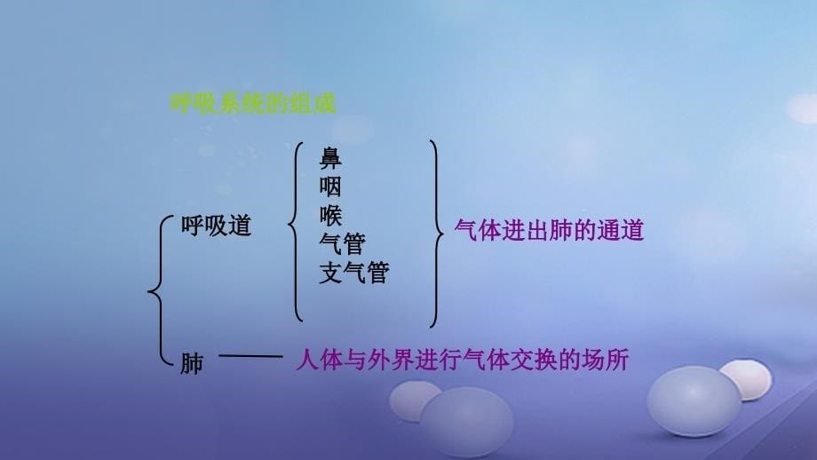 七年级生物下册 4.10.2 人体细胞获得氧气的过程课件 （新版）北师大版_第5页