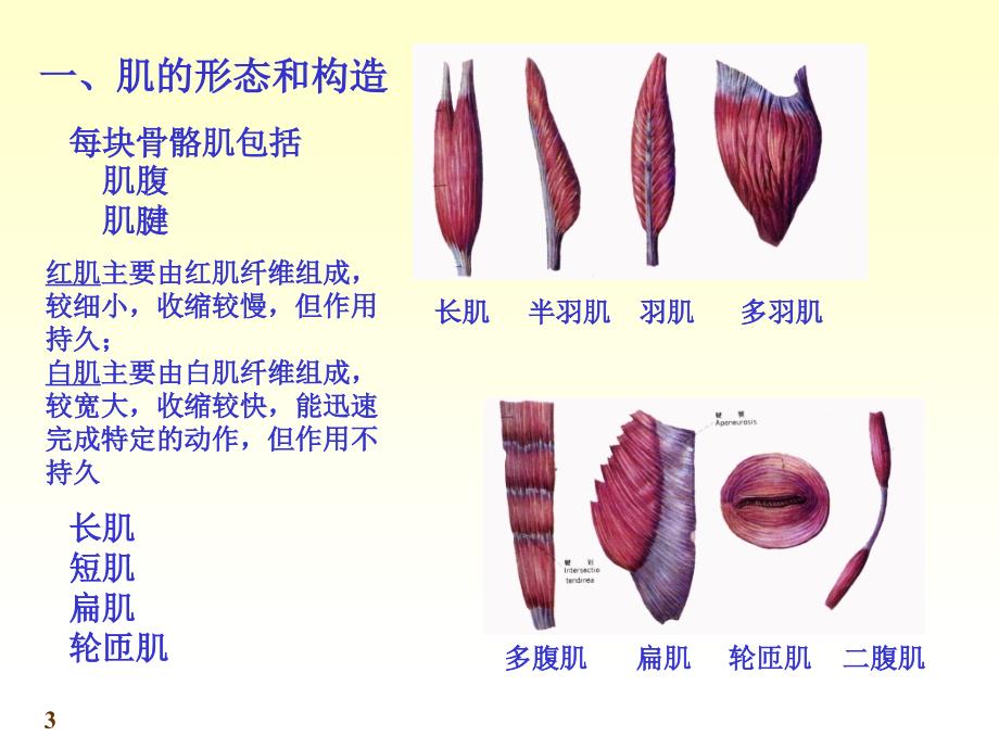 运动解剖学第6次课肌学_第3页