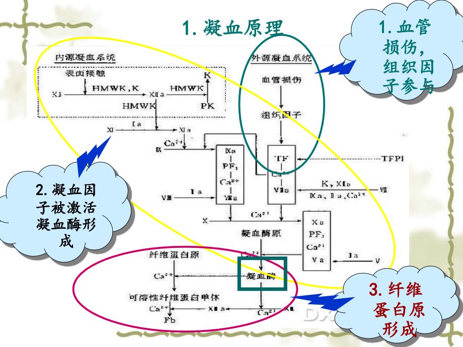 凝血药的合理使用_第4页