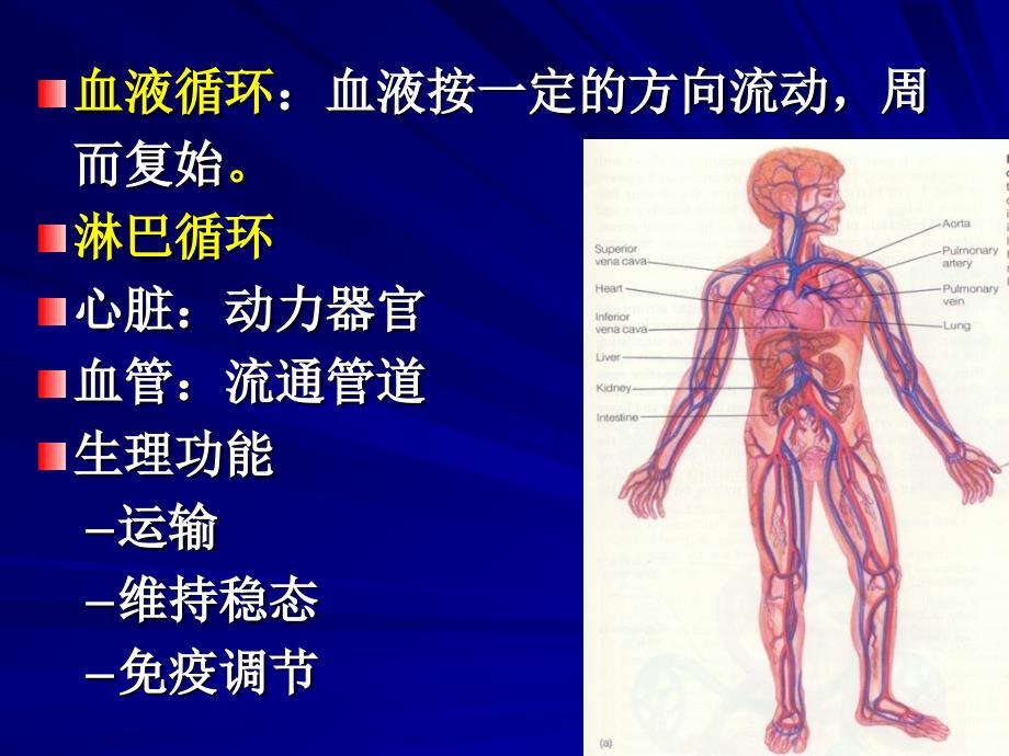 《心脏生理》PPT课件_第3页