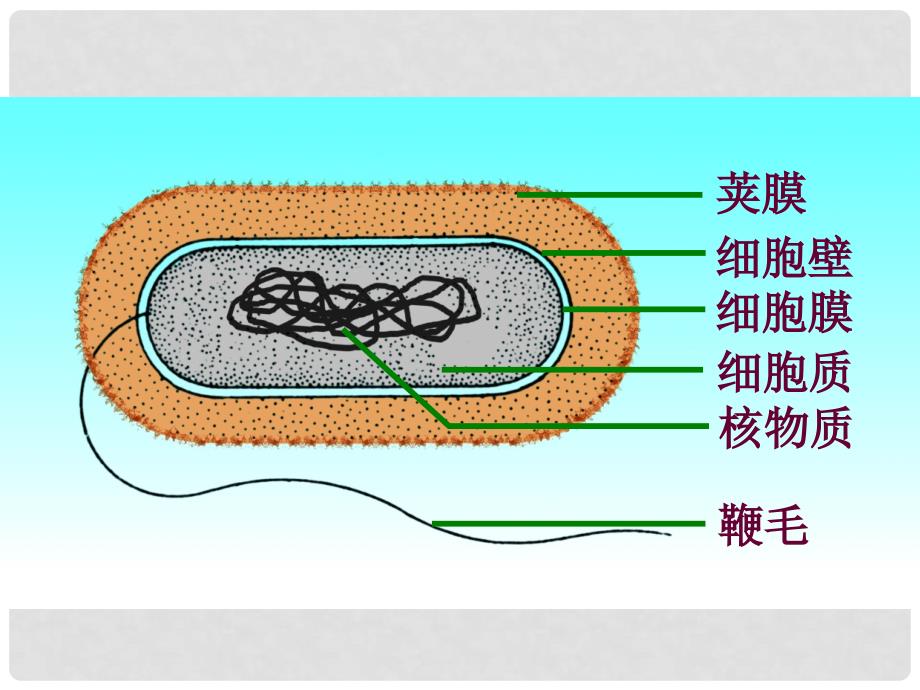 八年级生物上册 第五单元 第十四章 第三节 神奇的微生物课件1 （新版）苏教版_第3页