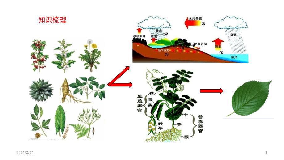 植物三大生理作用PPT课件_第1页