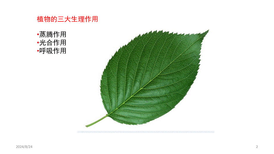 植物三大生理作用PPT课件_第2页