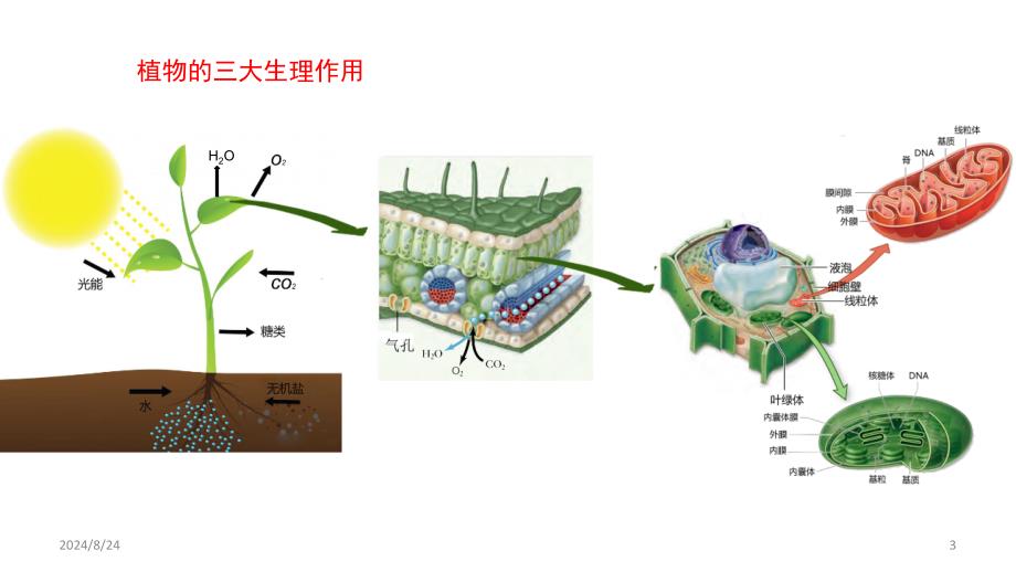 植物三大生理作用PPT课件_第3页