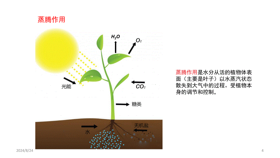 植物三大生理作用PPT课件_第4页