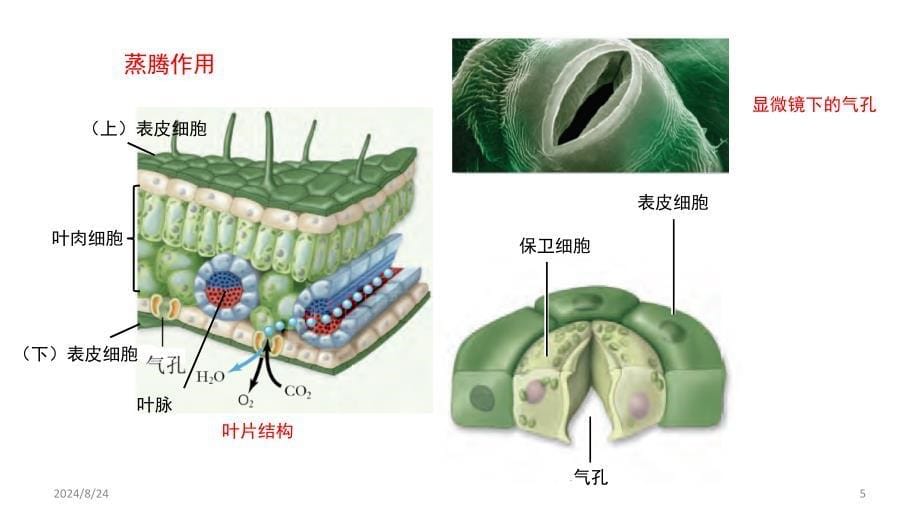 植物三大生理作用PPT课件_第5页