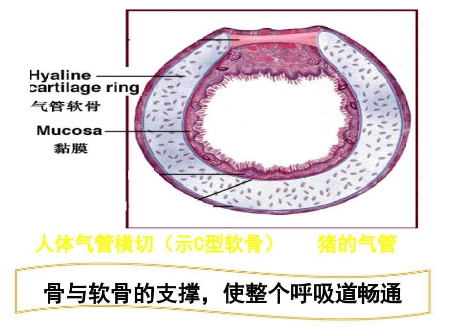 发生在肺内的气体交换_第5页