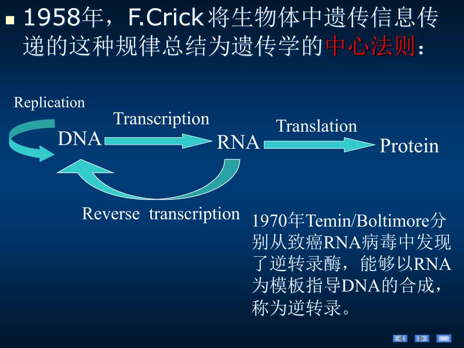 DNA的生物合成ppt课件_第3页