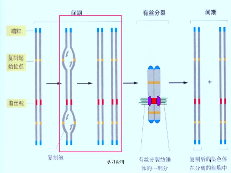 第四章 细胞的复制与转录#学习资料_第3页