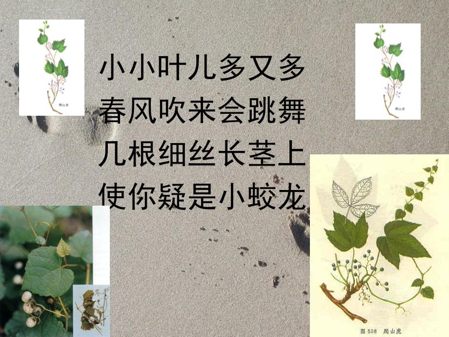 爬山虎的脚优秀课件ppt_第2页