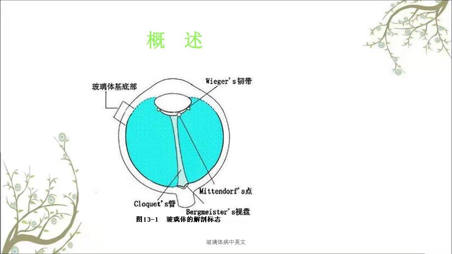 玻璃体病中英文课件_第4页