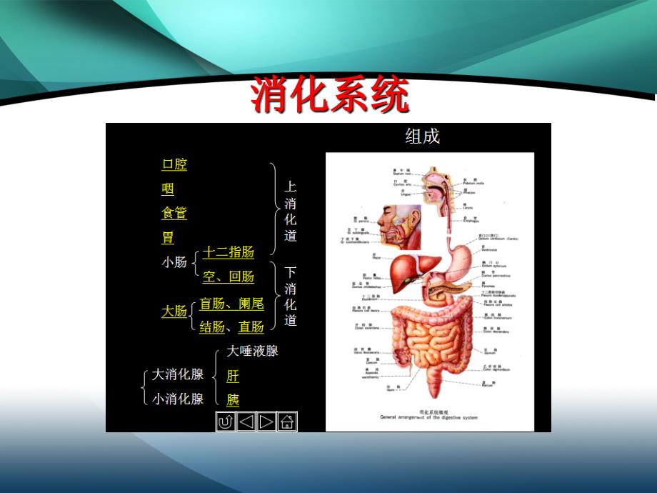 最象的医学基础知识ppt课件_第3页