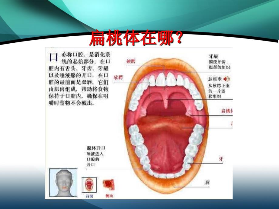 最象的医学基础知识ppt课件_第4页