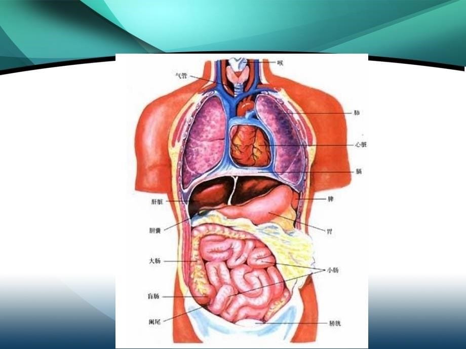 最象的医学基础知识ppt课件_第5页