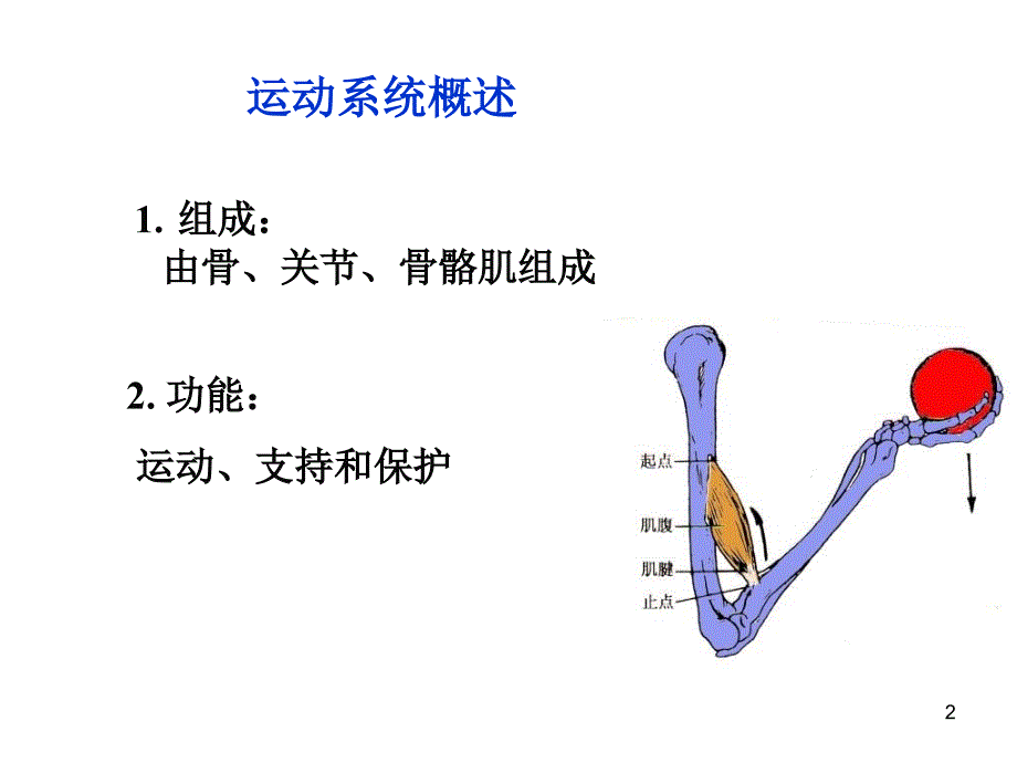 系统解剖学1运动、骨学总论-理论_第2页