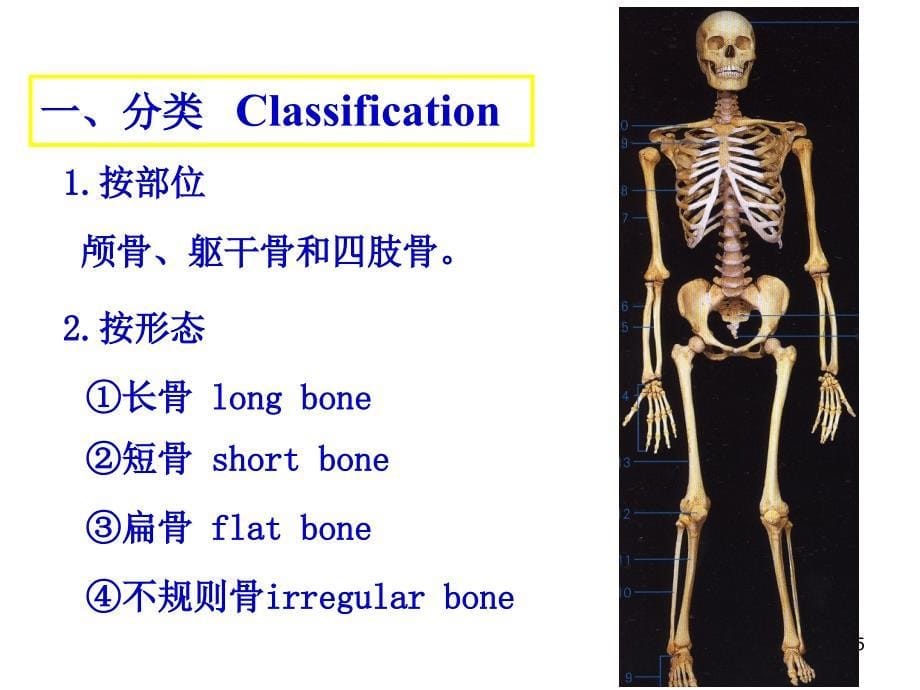 系统解剖学1运动、骨学总论-理论_第5页