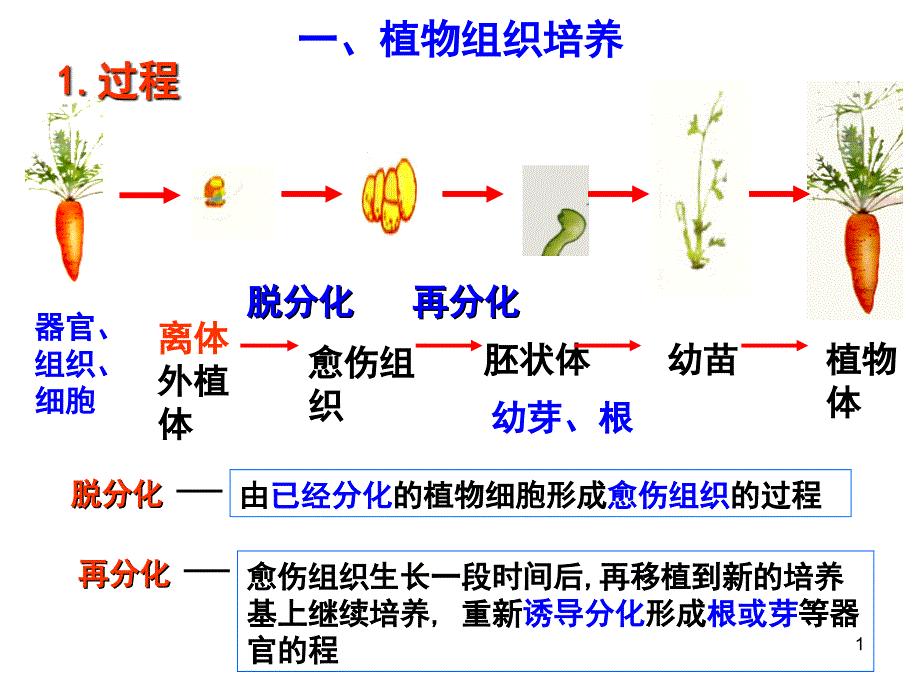 植物细胞工程的应用huang_第1页