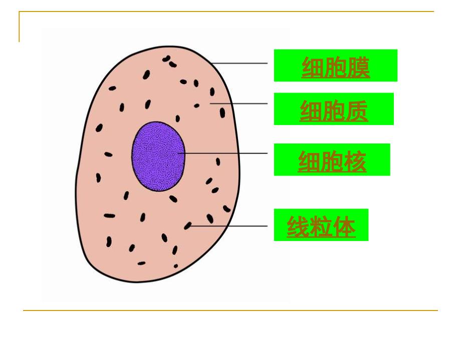 细胞基本结构与功能.ppt_第3页