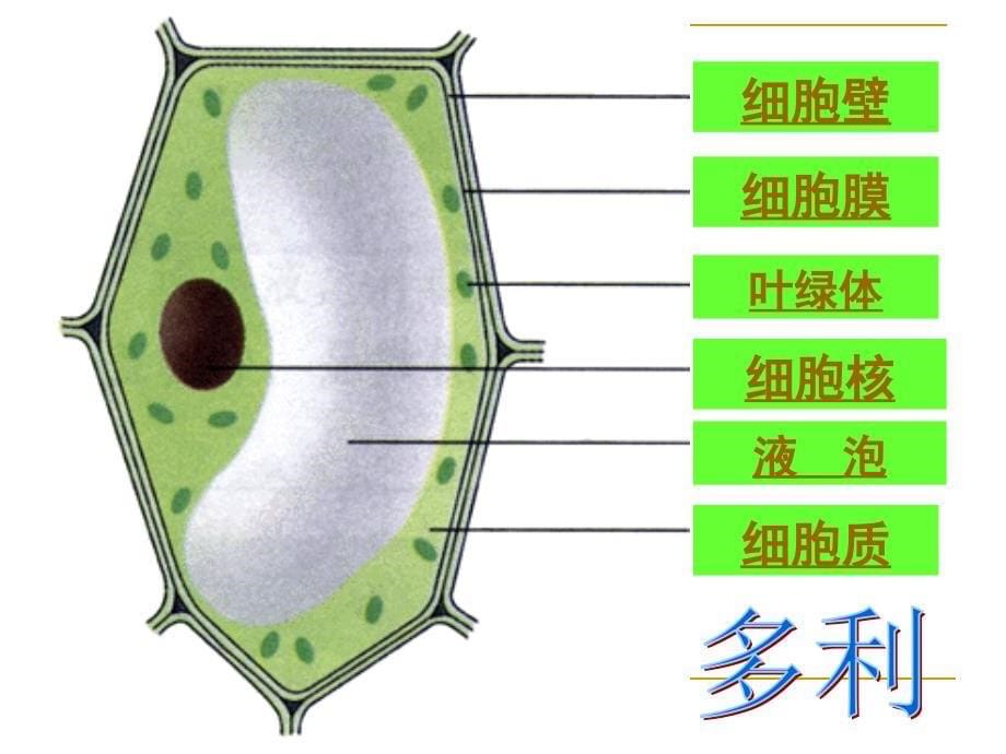 细胞基本结构与功能.ppt_第5页