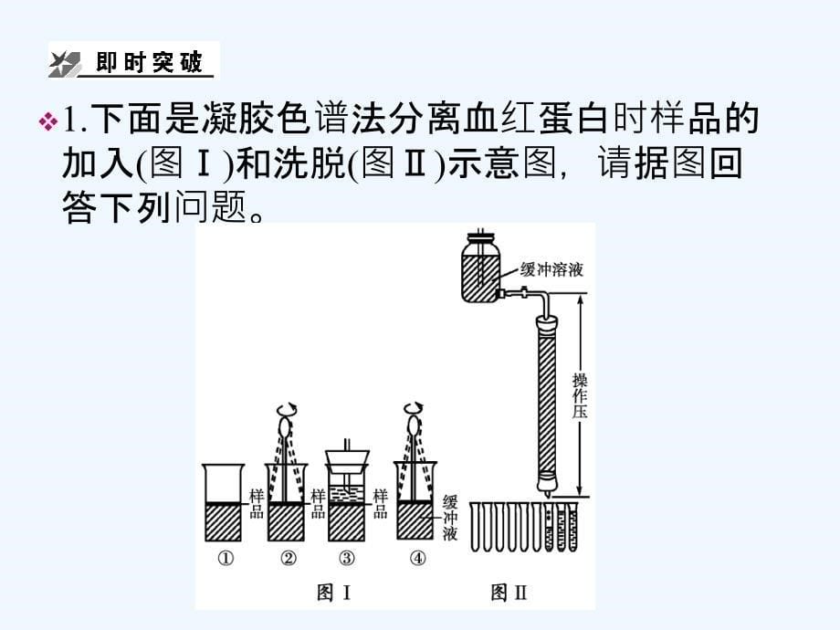 高考生物复习 蛋白质和DNA技术课件 新人教版_第5页