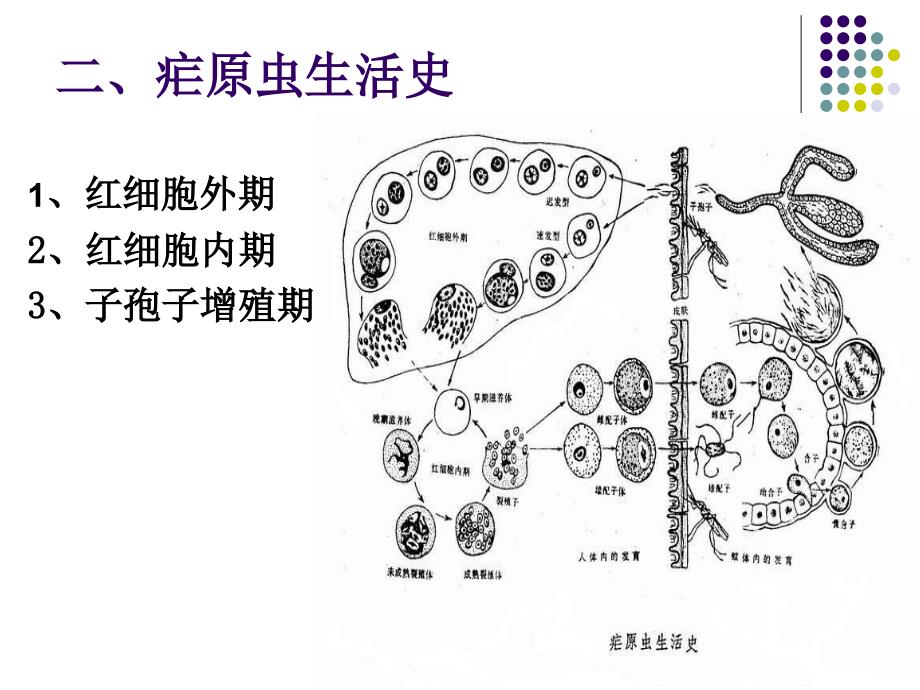 人体疟原虫镜检技术_第3页