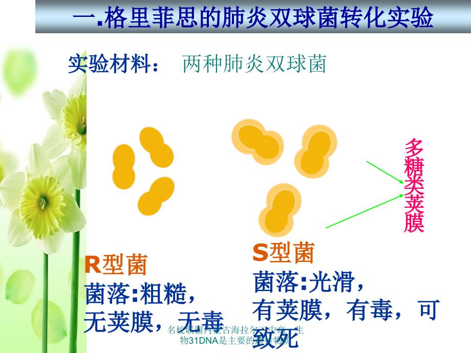 名校联盟内蒙古海拉尔三中高一生物31DNA是主要的遗传物质课件_第4页