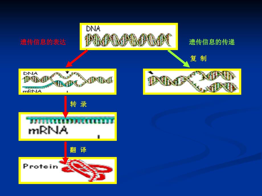 DNA的复制、修复与重组DNA技术_第2页