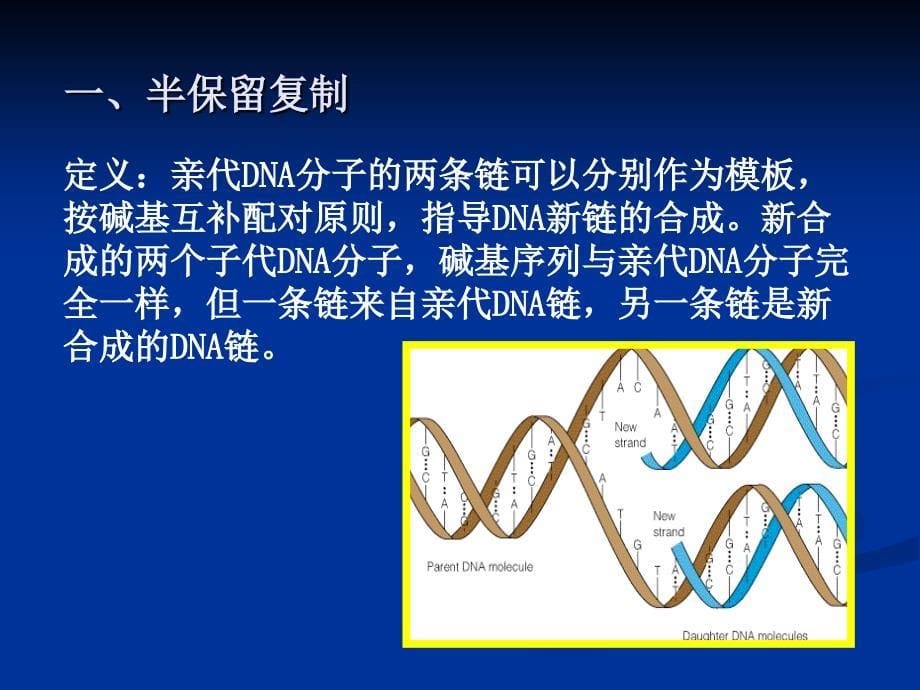 DNA的复制、修复与重组DNA技术_第5页