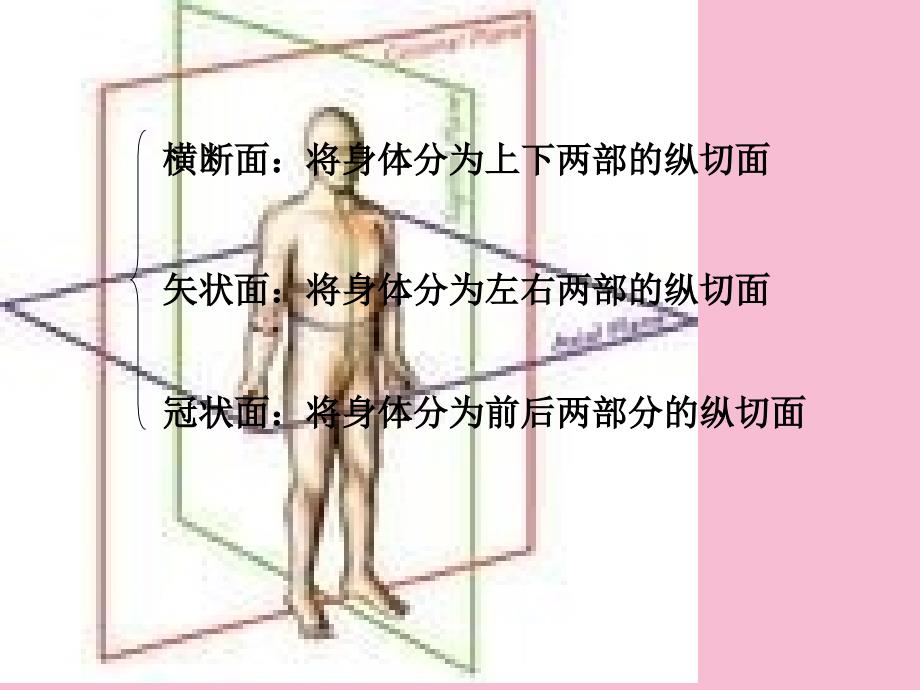 颅脑断面解剖ppt课件_第2页