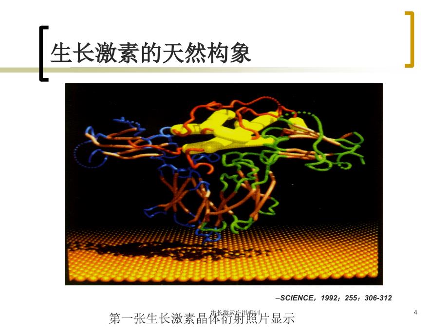 生长激素作用机制课件_第4页