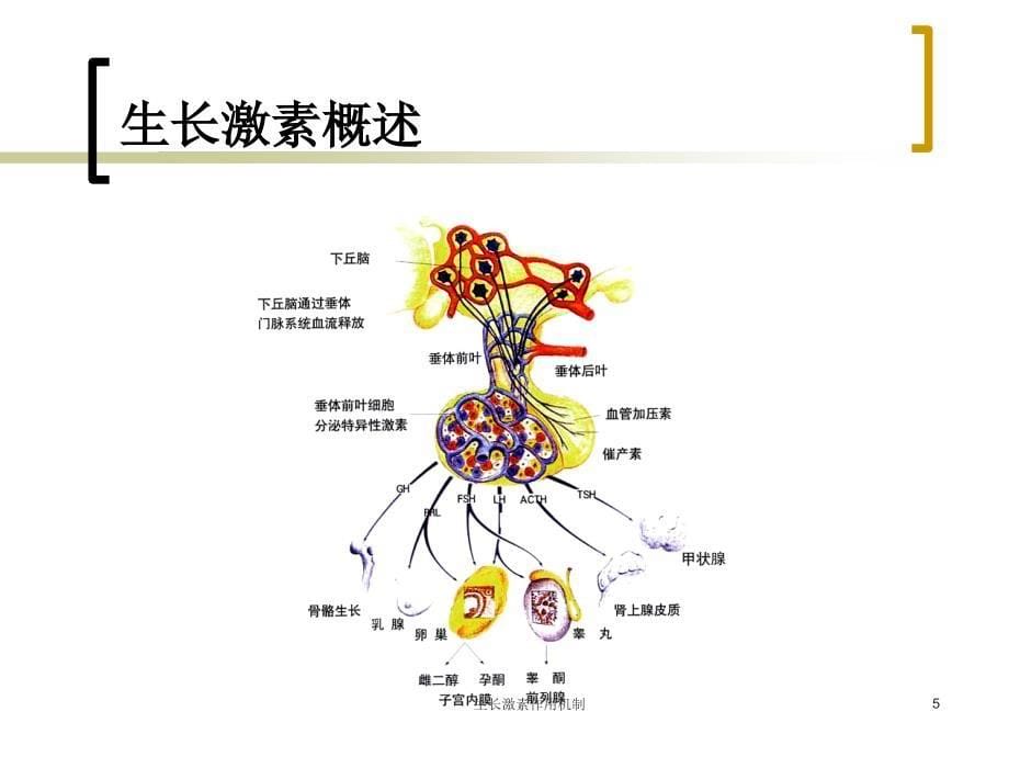 生长激素作用机制课件_第5页