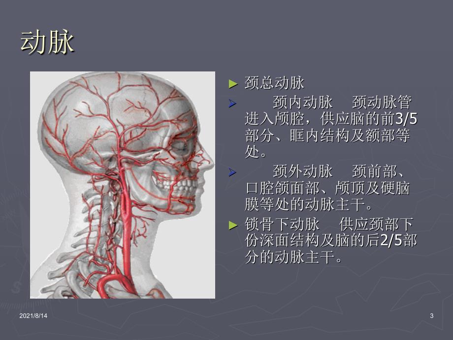 口腔解剖生理学血管淋巴_第3页