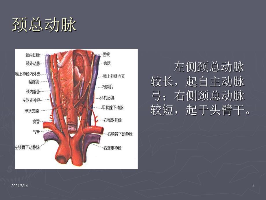 口腔解剖生理学血管淋巴_第4页