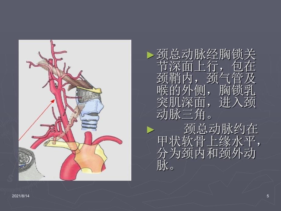 口腔解剖生理学血管淋巴_第5页