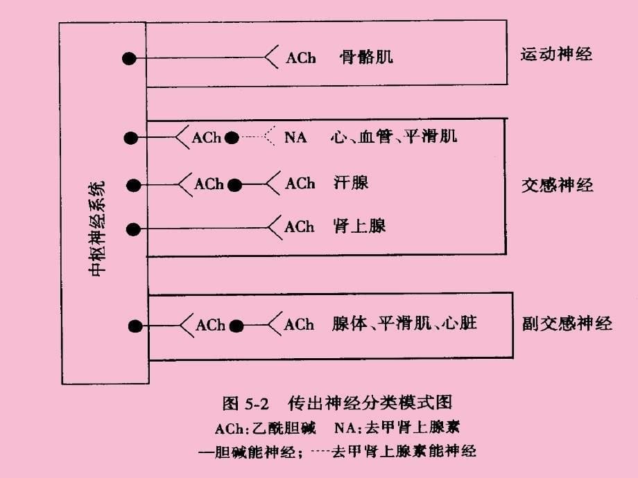 第五章传出NS概论pttppt课件_第5页