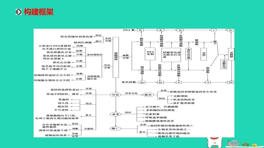 生物 细胞的增殖、分化、衰老、凋亡和癌变_第2页