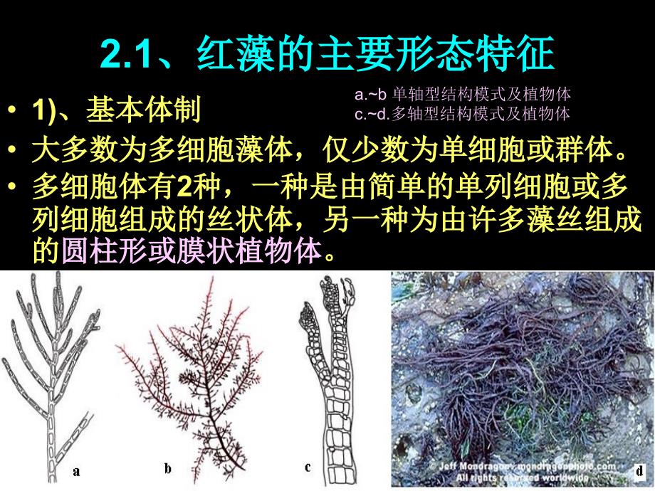 海洋生物学第二章红藻门课程PPT课件_第3页