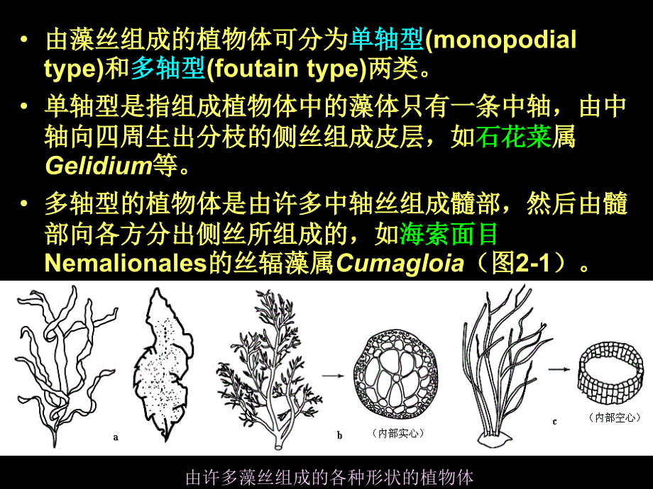 海洋生物学第二章红藻门课程PPT课件_第4页