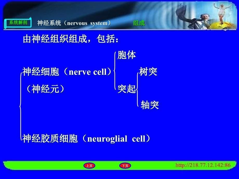 《神经系统总论》PPT课件_第5页