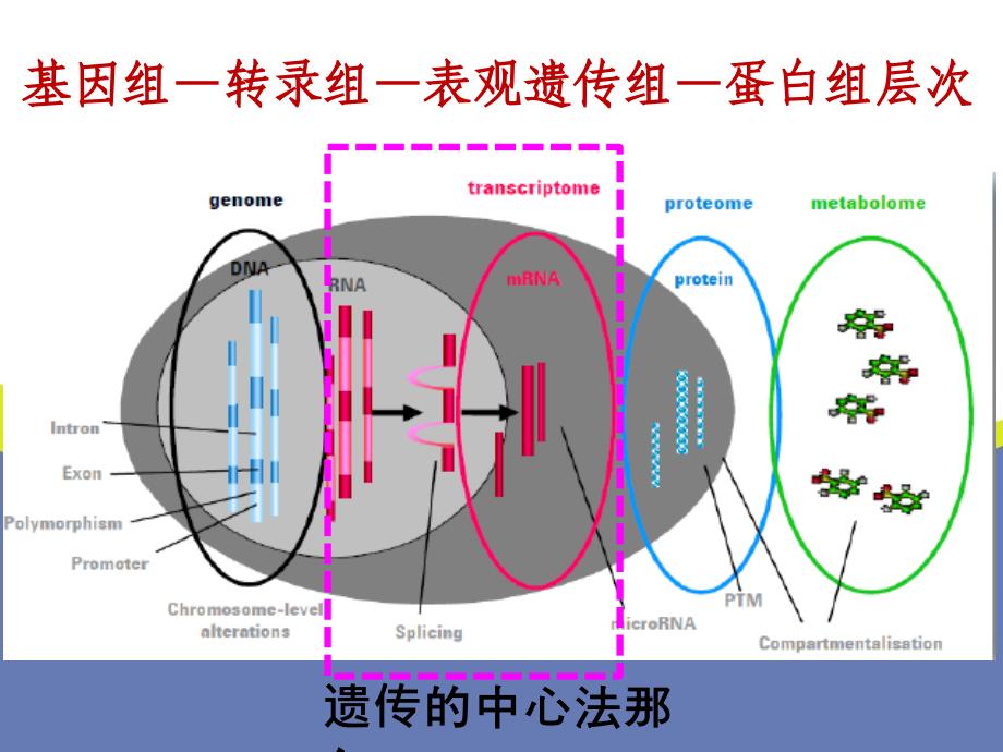 转录组测序技术原理及应用_第2页