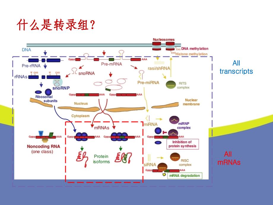 转录组测序技术原理及应用_第3页