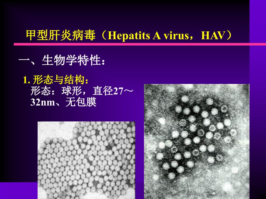 14肝炎病毒护理文档资料_第2页