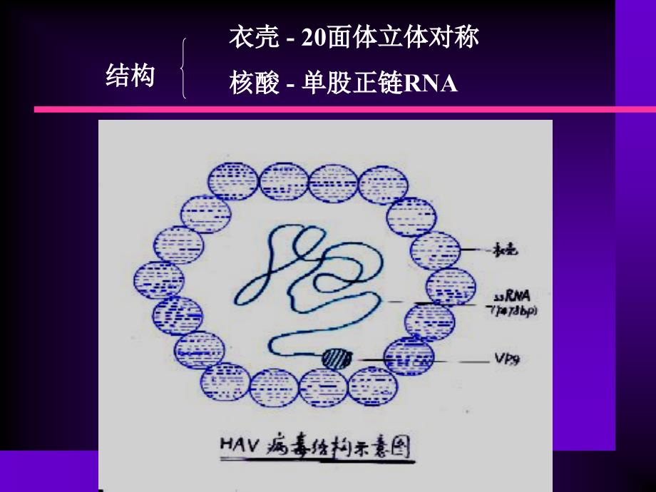 14肝炎病毒护理文档资料_第3页