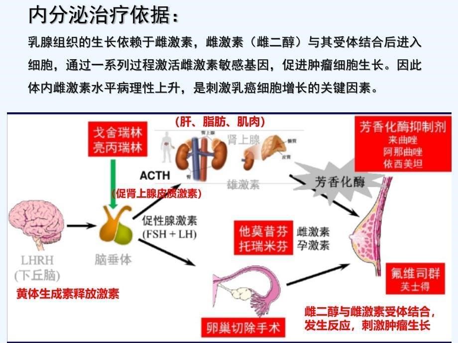 乳腺癌内分泌治疗_第5页