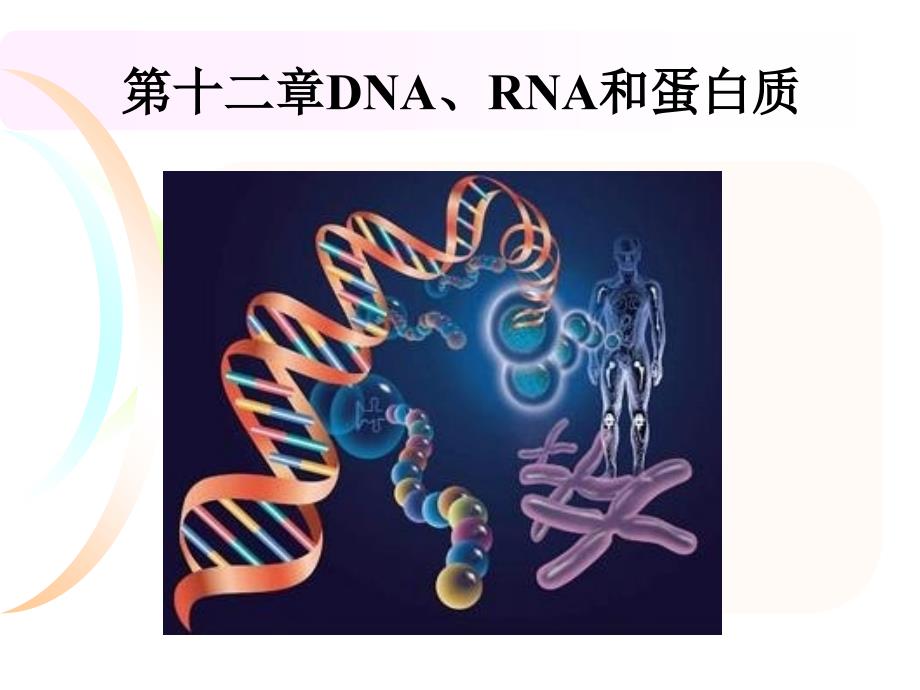 DNARNA蛋白质课件_第1页