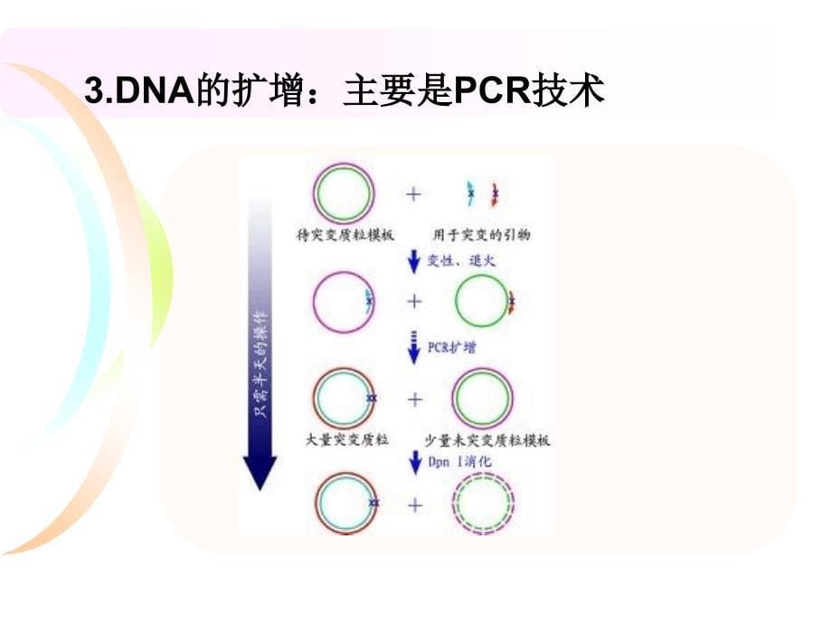 DNARNA蛋白质课件_第5页