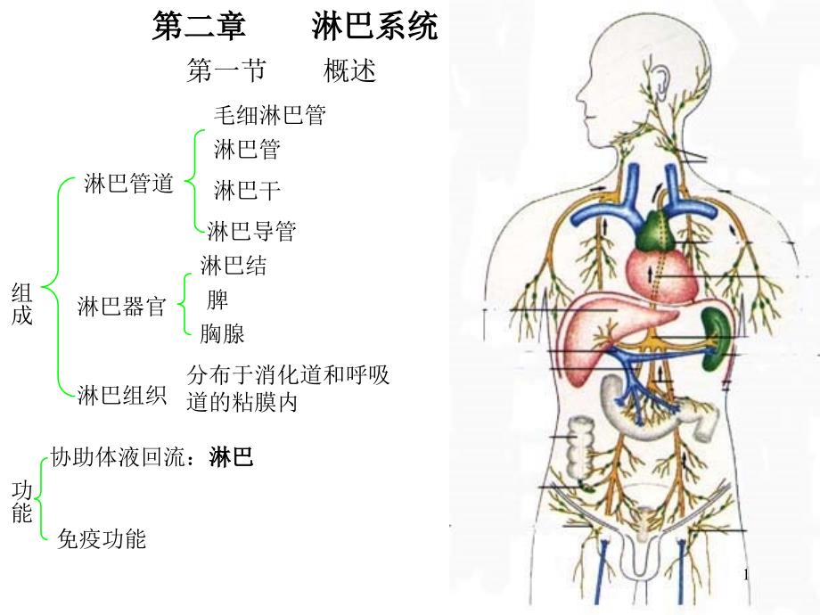 第二章淋巴系统_第1页